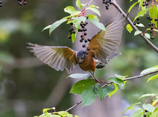 American Robin Gorging on Choke Cherry