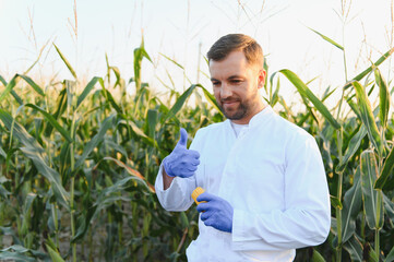 Agronomist examining corn cob and showing thumbs up in field