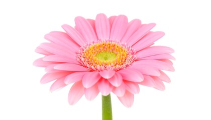 Close-up of a single pink gerbera daisy