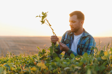 Farmer examining soy plant in cultivated field at sunset