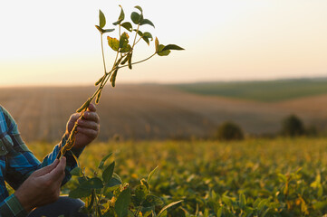 Farmer examining soybeans in cultivated field at sunset