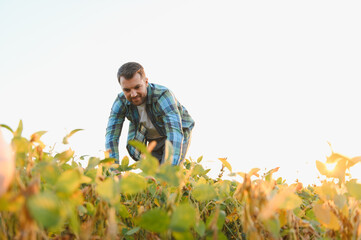 Farmer examining soy crop in cultivated field at sunset