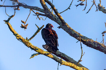 The turkey vulture (Cathartes aura). The turkey vulture is a scavenger and feeds almost exclusively on carrion