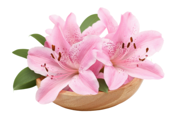 Delicate pink azalea flowers in a small pot isolated on transparent background. A beautiful pink flower displayed elegantly isolated on white background.