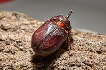 Macro photography of the rhinoceros beetle. All anatomical features of the rhinoceros beetle are visible. Its shape, shiny shell and distinctive horn are shown in detail.