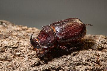 Macro photography of the rhinoceros beetle. All anatomical features of the rhinoceros beetle are visible. Its shape, shiny shell and distinctive horn are shown in detail.