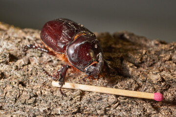 Macro photography of the rhinoceros beetle. All anatomical features of the rhinoceros beetle are visible. Its shape, shiny shell and distinctive horn are shown in detail.