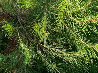 Pine tree branches green needles.