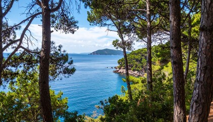 Coastal view through pine trees