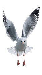Obraz premium Grey seagull in flight