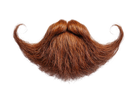 Detailed brown handlebar mustache and beard isolated on transparent background. Curly stylish beard with mustache isolated on white background.