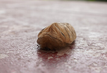 Megalopyge opercularis gusano peluche, tortolocuilo, gusano de ratón, oruga pollo o copo de...