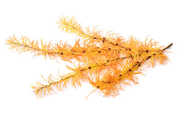 Autumn branch of yellow larch isolated on white background