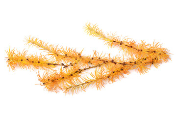 Autumn branch of yellow larch isolated on white background