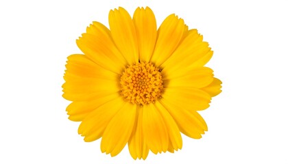 Naklejka premium Single vibrant yellow flower on white background