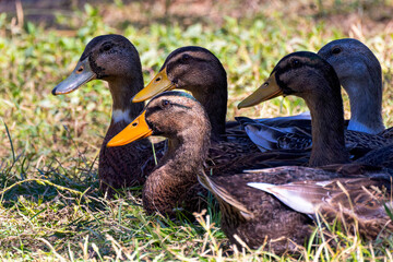 The domestic duck cross on the meadow