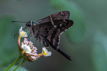Long-tailed Skipper Butterfly (Urbanus proteus) on a Lantana Flower (Lantana camara)