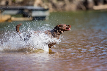 Fototapeta premium Training in Action: Chocolate Labrador’s Powerful Lake Retrieve