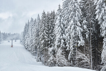 Snow-covered fir trees bordering a ski slope.