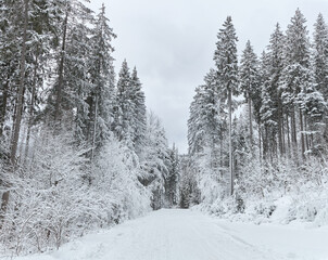 Winter wonderland scene with a frosty forest path.