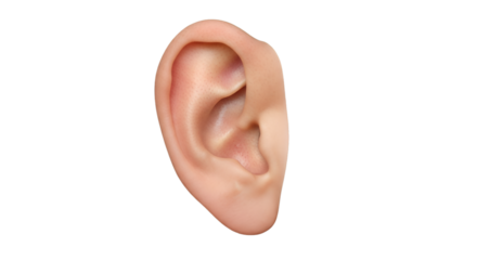 male ear isolated, transparent background
