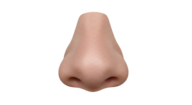 male nose isolated, transparent background