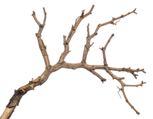 Trockener Zweig – Freigestellt auf weißem Hintergrund, isoliert, transparent für Design und Komposition