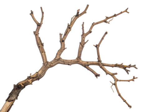 Trockener Zweig – Freigestellt auf weißem Hintergrund, isoliert, transparent für Design und Komposition