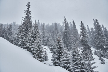 Snow covered pine tree forest on a mountain slope during a blizzard.