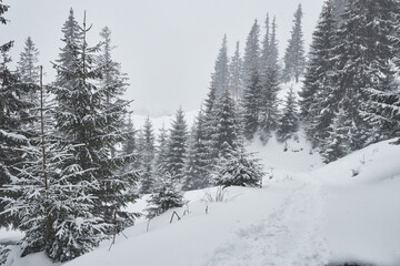 Winter forest landscape during a heavy snowstorm.