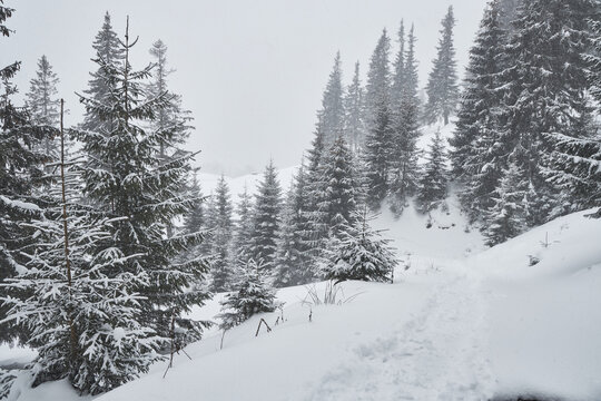 Fototapeta Winter forest landscape during a heavy snowstorm.