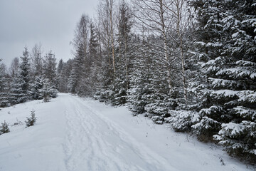 Winter forest landscape during a heavy snowstorm.