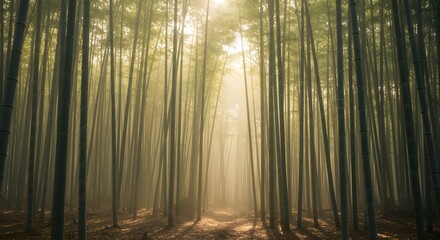 Sunlight shining through tall bamboo trees in a dense forest creating a mystical atmosphere view scene