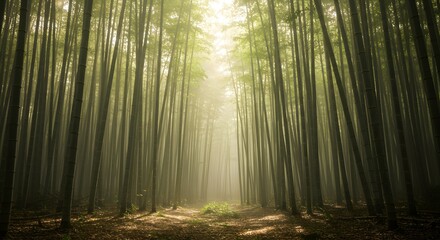 A view through a dense bamboo forest with sunlight filtering through the trees creating a misty ambiance