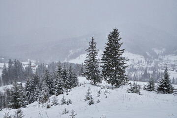 Winter mountain landscape with fir trees during snowfall.