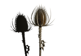 Macro shot of a single withered thistle head with sharp, spiky sepals and gnarled stalk, casting a long shadow on a transparent background, concept of natural decay and resilience