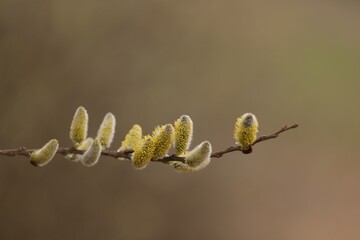fiore di salice