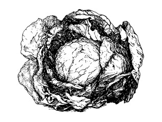 Big juicy cabbage on white background. Vector illustration. Ink line draw vector. Drawing engraving illustration