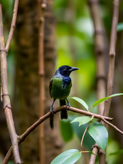 Obraz premium Wire-tailed Manakin in a riverine forest setting, native to Peru