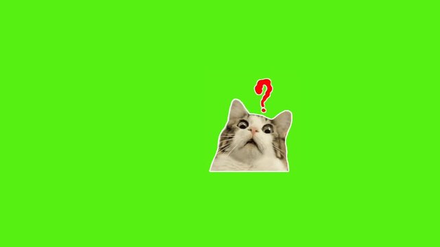 Curious cat with a question mark above its head peeking out and looking confused, perfect for social media memes and funny content