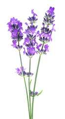 Lavender flower sprigs isolated on a white background. Bunch of fresh lavender.