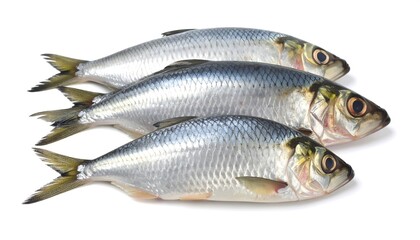 Fresh silver fish, three whole, arranged in a row