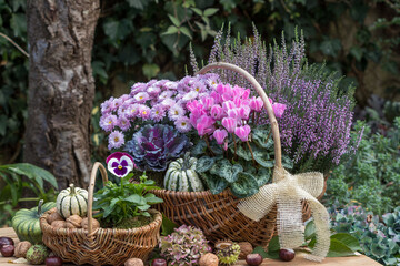 pink Stiefmütterchen, Alpenveilchen, Chrysantheme und Heidekraut in Körben im Herbstgarten