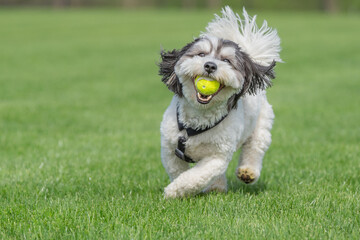 Cute Havanese Dog Playing Fetch