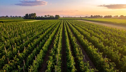 Aerial view of a tomato farm at sunset