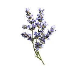 Naklejka premium Close-up of a lavender sprig. Clusters of vibrant violet-purple flowers on a delicate stem are highlighted against a pure black background. Sharp focus on the blossoms