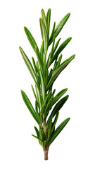 Obraz premium Close-up of a sprig of fresh rosemary. Bright, vibrant green leaves with a slightly lighter central vein. Stem is a lighter shade of green. High-contrast image against a black background