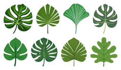 Obraz premium PNG Variety of green tropical leaves, element set on transparent background
