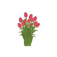 tulip flower bouquet vector