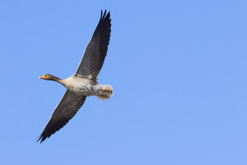 Greylag goose with outstretched wings in flight, Greylag goose in flight, wingspan of a greylag goose, blue sky in the background, water drops on the belly of the Anser anser